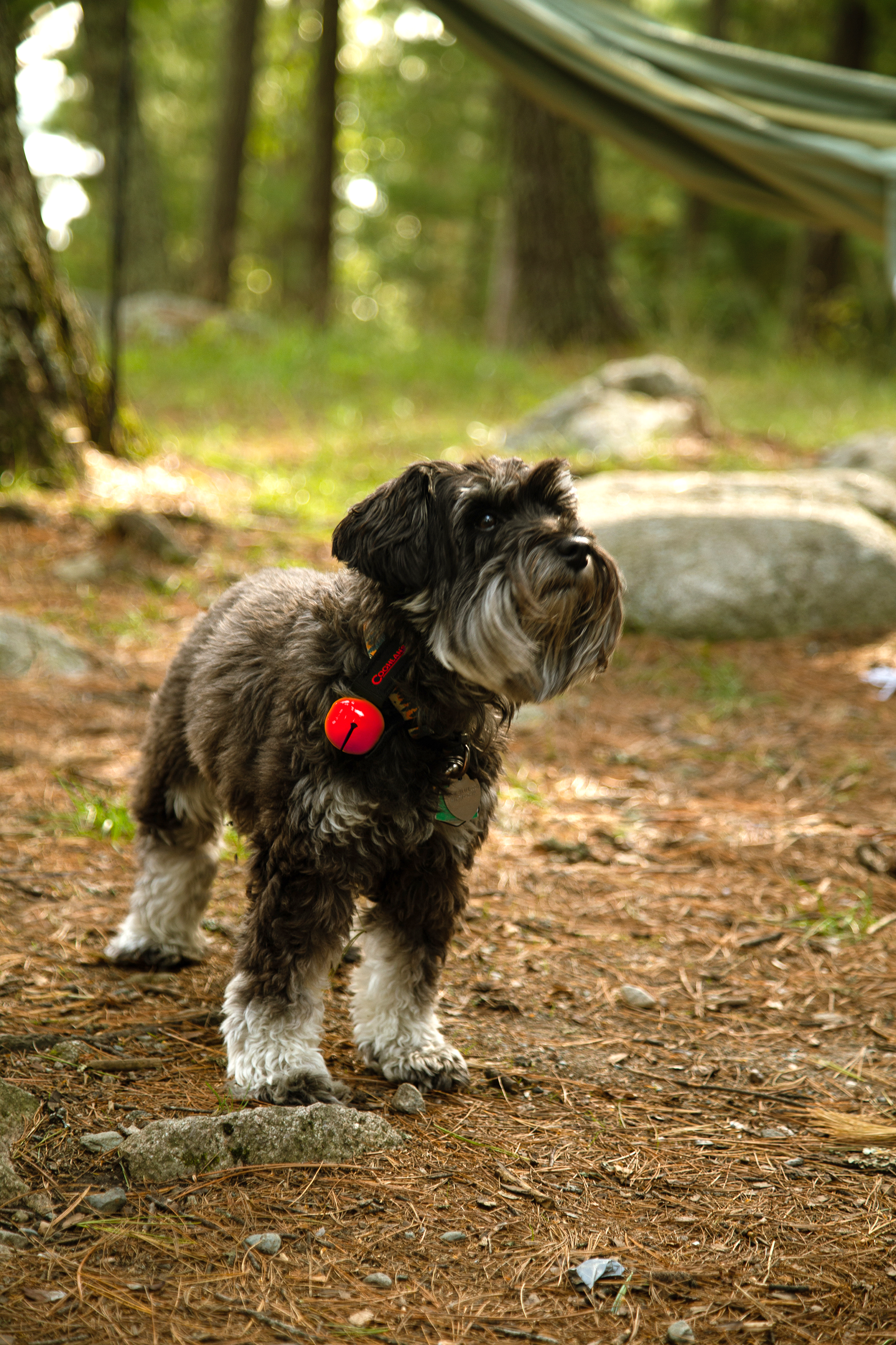 A black Schnauzer standing at a campsite with a red bear bell attached to its collar