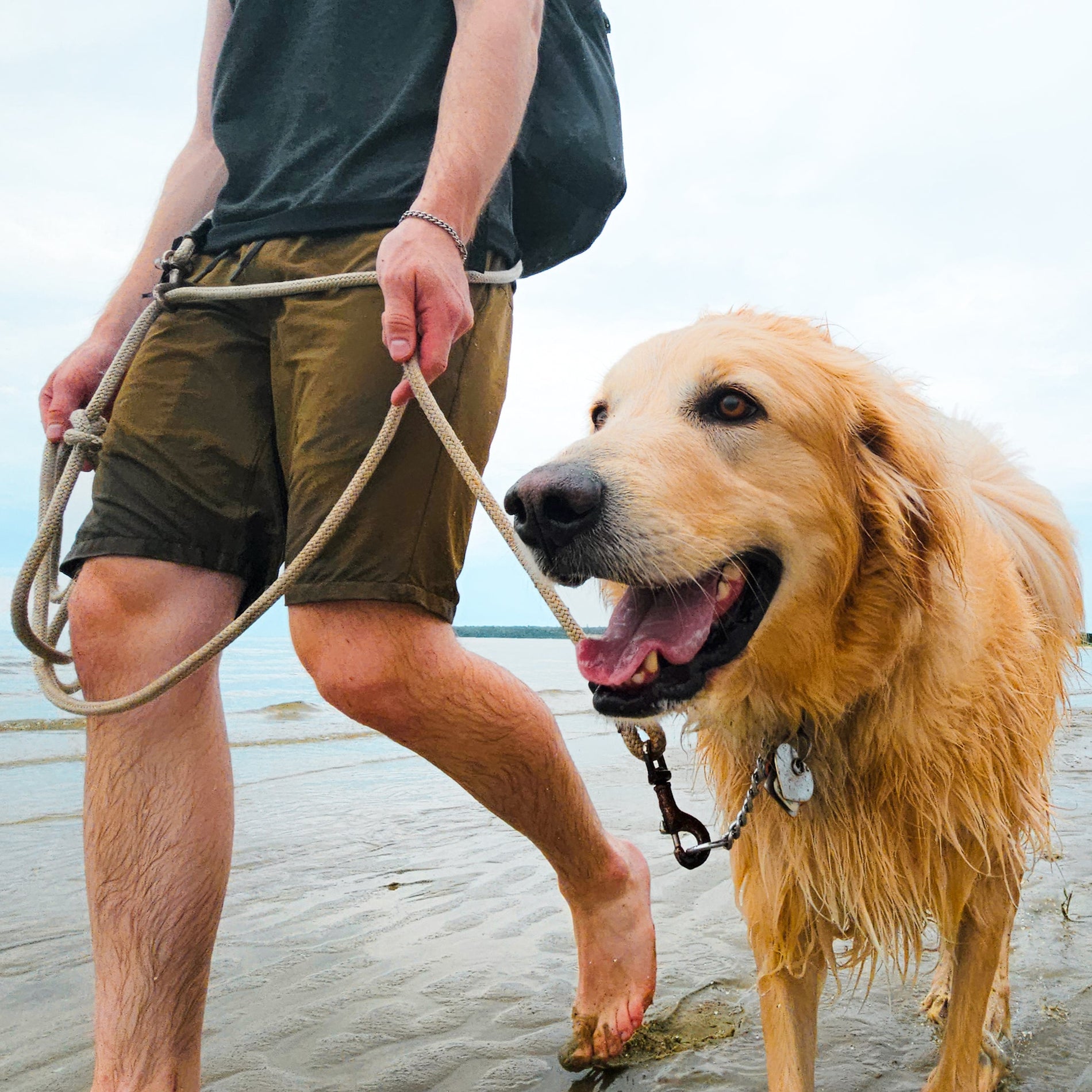 Golden Retriever held on leash by a man leading it down a beach through shallow water